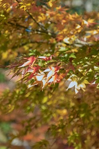 1Shinrin-park11172007-01.jpg