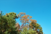 1Shinrin-park11172007-08.jpg