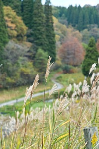 2Shinrin-park11172007-01.jpg