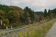 2Shinrin-park11172007-03.jpg