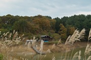 2Shinrin-park11172007-09.jpg