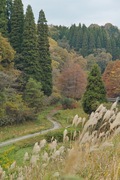 2Shinrin-park11172007-10.jpg