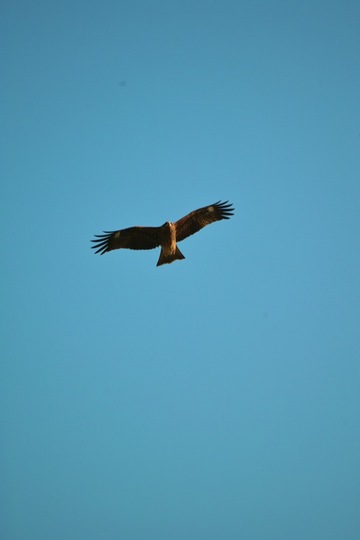 Black_kite12242007-01.jpg