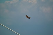 Black_kite12242007-02.jpg