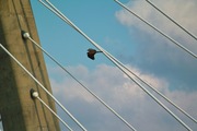 Black_kite12242007-03.jpg