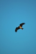 Black_kite12242007-04.jpg