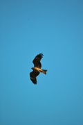 Black_kite12242007-05.jpg