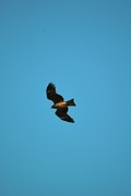 Black_kite12242007-06.jpg