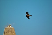 Black_kite12242007-07.jpg