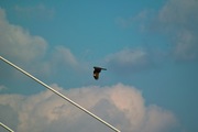 Black_kite12242007-08.jpg