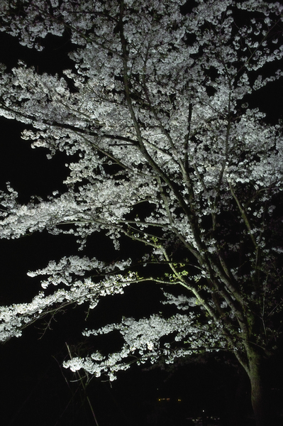 Cherry_Blossom-night04122008-01d.jpg