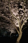 Cherry_Blossom-night04122008-02d.jpg