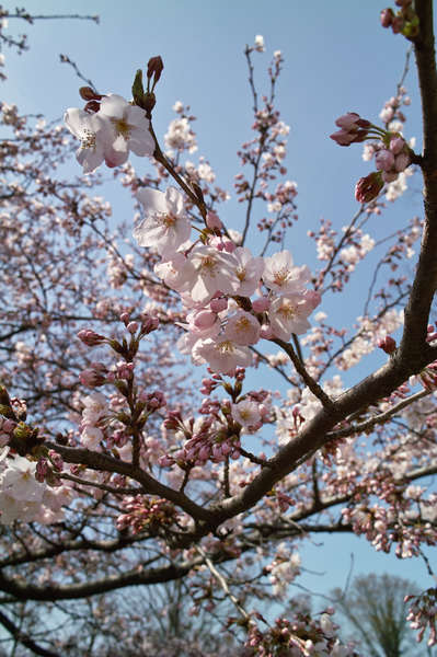 Cherry_Blossom04052008d.jpg
