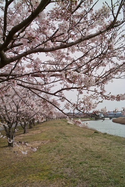 Cherry_Blossom04092008.jpg