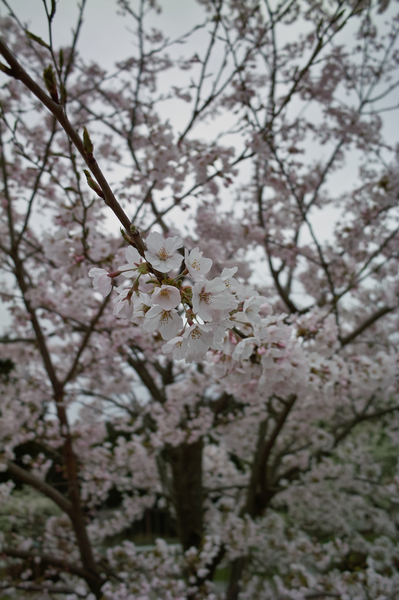 Cherry_Blossom04112008-01.jpg