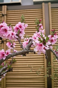 Cherry_Blossom04112008-02.jpg