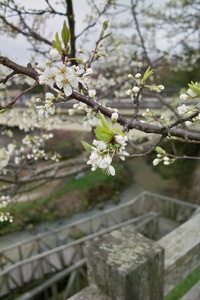Cherry_Blossom04112008-03.jpg