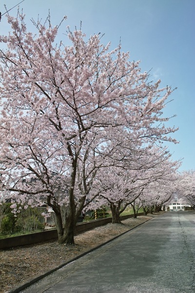 Cherry_Blossom04122008d.jpg