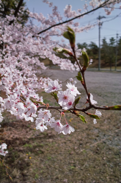 Cherry_Blossom04152008-01d.jpg