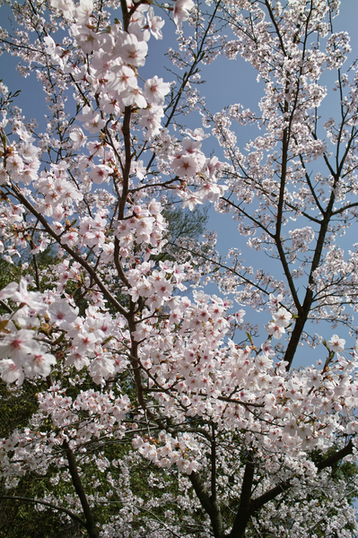 Cherry_Blossom04152008-02d.jpg