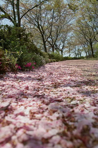 Cherry_Blossom04202008.jpg