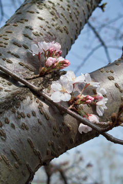 Cherry_blossom04102011dp2-2.jpg