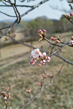 Cherry_blossom04102011dp2-3.jpg