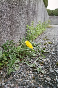 Dandelion04112008.jpg