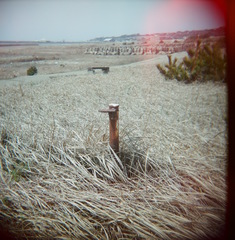 FujiPro400H04122011HOLGA03.jpg