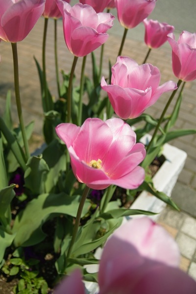 GW_Tulip04282008sd.jpg