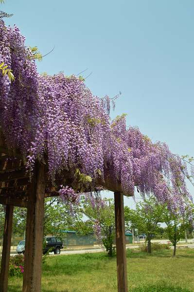 GW_wisteria05072008sd.jpg