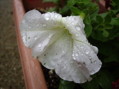 Hirugao06222007-1.jpg