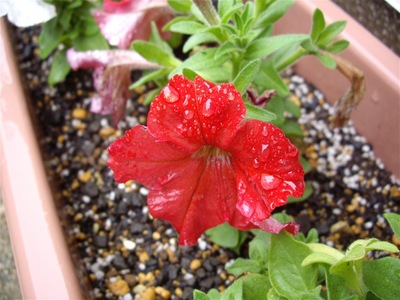 Hirugao06222007-2.jpg