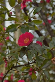 History-Museum02112008-04.jpg