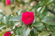 History-Museum02112008-07.jpg