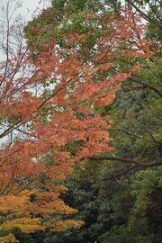Hyakumangoku-St11242007-03.jpg