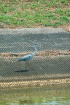 Kantakuchi08152007-06.jpg