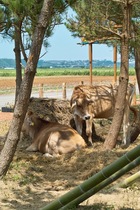 Kantakuchi08152007-07.jpg