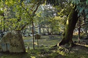 Kenroku-en02112008-03.jpg