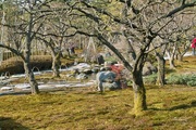 Kenroku-en02112008-04.jpg