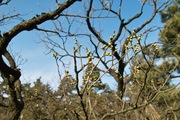 Kenroku-en02112008-05.jpg