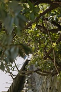 Kenroku-en02112008-06.jpg