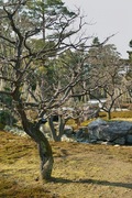 Kenroku-en02112008-08.jpg