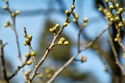 Kenroku-en02112008-09.jpg