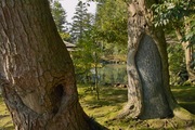Kenroku-en02112008-10.jpg