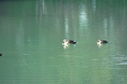 Kenroku-en02112008-14.jpg