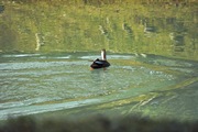Kenroku-en02112008-15.jpg