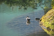 Kenroku-en02112008-16.jpg
