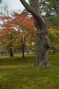 Kenrokuen11242007-09.jpg
