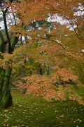 Kenrokuen11242007-11.jpg